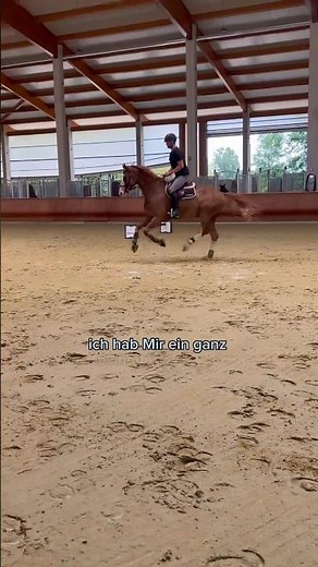 Aller erster Parcours mit Fips 🐴 #dressurpferd #springpferd #pferdeausbildung