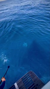 13K views · 22 reactions | Ya terminó Colosos . Pero Colosos .....