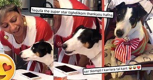 WATCH: This Singing Maltese Dog Is The Wholesome 2019 Content We Desperately Need