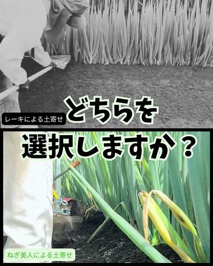 ネギ土寄せ方法 あなたはどちらを選択しますか？「レーキ？」「ねぎ美人？」 #土寄せ #農業 #ねぎ #ネギ #ねぎ美人