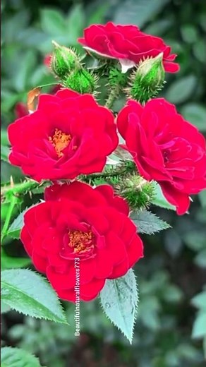 “Spring Flowers & Roses 🌹🌸 | Calming Nature Video 4K”