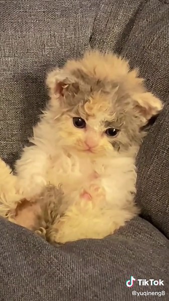 yumambacat on TikTok