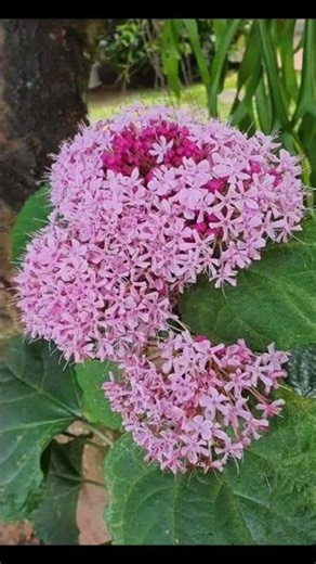 150.- ต้นนางแย้มจีน นางแย้มฮาวาย Chinese Glory Bower Clerodendrum bungei