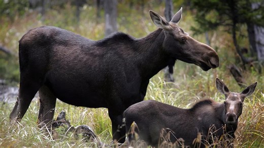 Parasitic worms bury themselves in the brains of moose and elk – a new test can help diagnose these animals to prevent disease spread