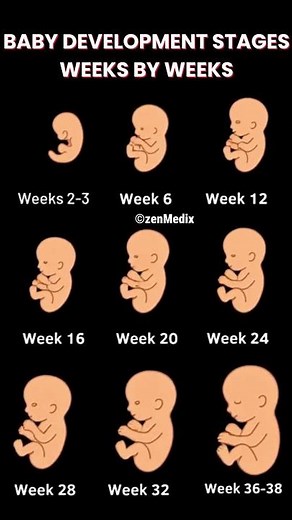 Baby Development From Week 2 to 38 | Pregnancy Week by Week Growth