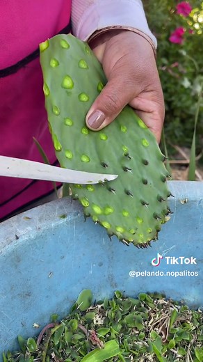 Traditional Mexican Nopal Cactus Preparation