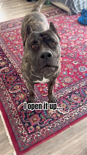 Woof woof🐶👍 #dog #puppy #dogshorts #shorts #presacanario #cutedog #funnydogs #doglife #pets #dogs