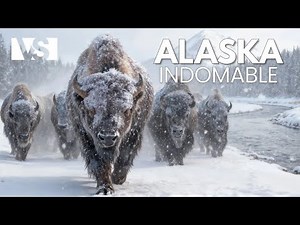 LE CYCLE SAUVAGE DE L’ALASKA | De l’Hiver le Plus Rude à l’Été le Plus Vivant – Documentaire Animaux