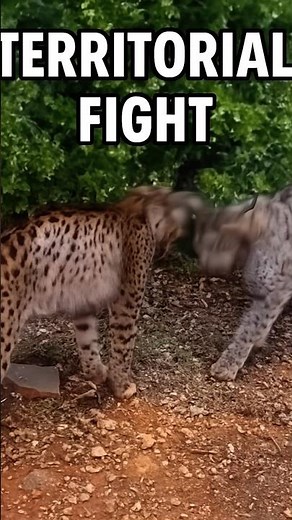 Territorial Fight Between Two Male Iberian Lynx | #Shorts#IberianLynx #LynxFight #WildlifeEncounter