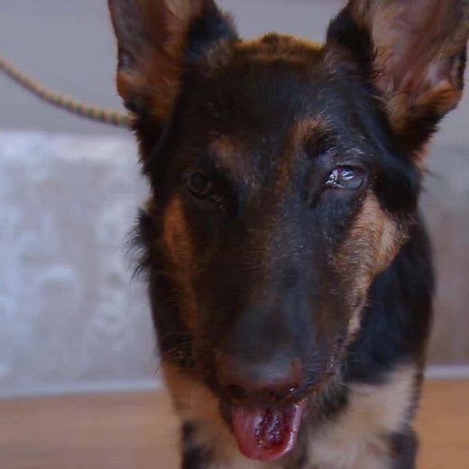 866K views · 3.7K reactions | A donkey could break the bones in Zena's face, but nothing could break this puppy's amazing spirit. | Animal Planet | Facebook