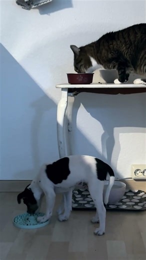 Cats and Dogs Use Space Differently