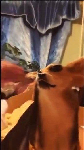 Gremlin: Myth and Magic Revealed