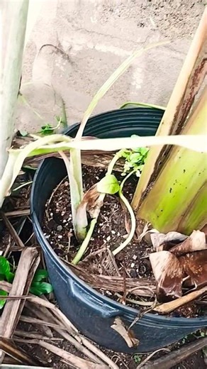 💙 The Banana That Looks Blue and Tastes Like Ice Cream! 🍦🍌- Blue Java Banana #shortsvideo