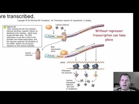 Chapter 9 Part 2 - Regulation, Mutations and DNA Exchange