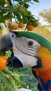 8.7K reactions · 326 shares | Have you taken your macaw out today? It’s important to keep their world BIG . Tracey - MacawsAustralia.com #macaw #pet #parrot #bird #catalinamacaw | Macaws Australia | Facebook