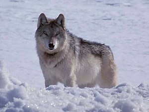 Pushed By Republicans, States Look To Step Up Wolf Kills