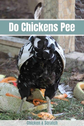 Do Chickens Pee or Not?