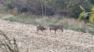 3.9K views · 137 reactions | After 7 straight days of east winds and zero deer pics the winds finally switched and the deer movement has exploded at my west central Indiana spot. I watched these two bucks fight for an hour at 70 yds today as 3 other bucks and 5 does watched witj me! They put on a show but didn’t offer me a shot. Amazing morning! Happy Halloween! 歷 | Brian Calvert | Facebook