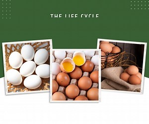 The Life Cycle of a Hen by: Hillandale Farms Pennsylvania