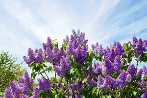 Landscape Logic column: When the mountains fare better than the Front Range