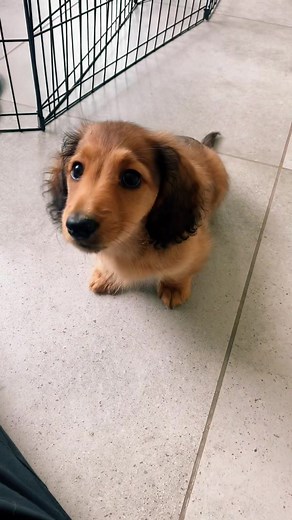 Mastering the Art of Puppy Training: Learning to Sit