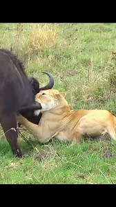 Animal Planet TV on Reels