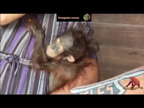 Lucky rescue of a newborn baby orangutan found in unfortunate conditions. (Bayi Orangutan)