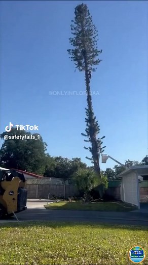 Tree cutting goes wrong #safetyfails #sensorisafety #tree #trees #treecutting #workingfromhome #workingatheights #OSHA #fails #fail #failvideo #safety