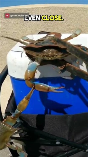 Measuring Crabs... Who's Big Enough?