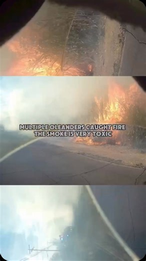 5.8K views · 555 reactions | #TucsonFire #BrushFire #Firefighters | Tucson Fire Department | Facebook