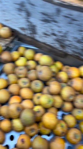 🍎 Apple harvest is officially wrapped up at Nichols Farm — and that means it’s cider time! 🍎 Due to this year’s drought, our apples developed exceptionally high natural sugar levels, which means the cider is going to be incredibly sweet, rich, and full of flavor. Those higher sugars also make for excellent fermentation, so our hard cider is shaping up to be even stronger than last year! 😉 🍏 Our 2026 edition of Sweet & Hard Cider is on the way — and it’s going to be something special! Stay tu