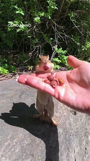 You Can't Predict a Chipmunk. The Nano Can | DJI Osmo Nano