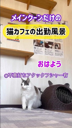 20260505メインクーンだけの【猫カフェの出勤風景】#cat #cooncat #mainecat #もふもふ