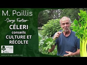 CELERY CULTIVATION AND HARVESTING - ADVICE FROM SERGE FORTIER