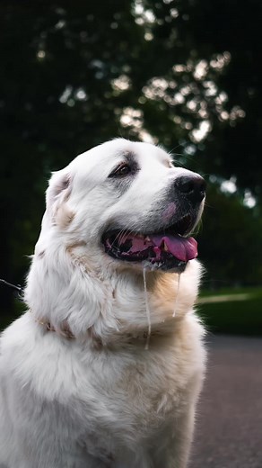 Meet Odin the Great Pyrenees | Majestic Mountain Guardian