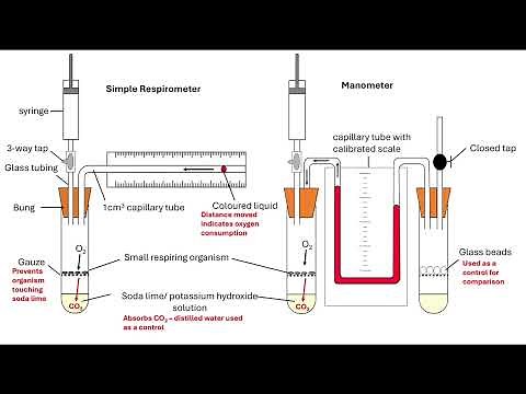 Using a respirometer OCR A A-Level Biology Revision 5.2.2 Respiration