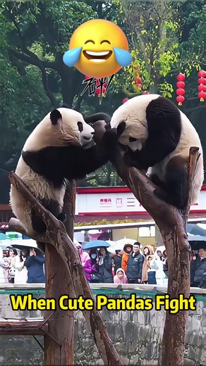 When Cute Pandas Fight#panda #usa #fyp #cuteanimals #pandasoftiktok | Cute Pandas