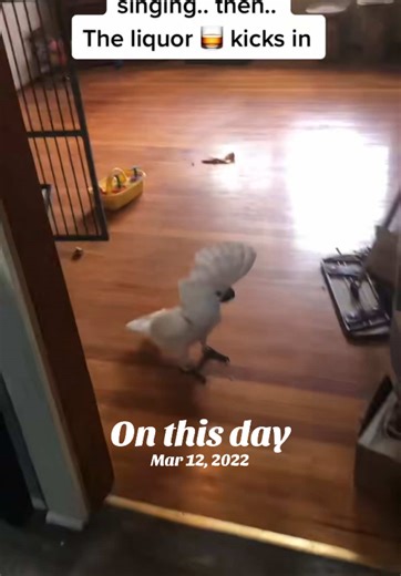 Katy Perry's Parrot Dance: A March 12 Tribute