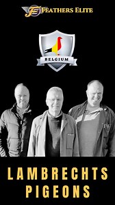 WATCH FULL LENGTH LOFT TOUR👉 https://youtu.be/nze8ez3_D8Y?si=uq4mIfVpCY72QOOx | Feathers Elite Pigeon Auctions