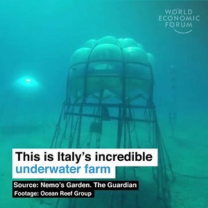 Italy's underwater farm is exploring the future of food production. Read more: http://wef.ch/2fxrUCa | World Economic Forum