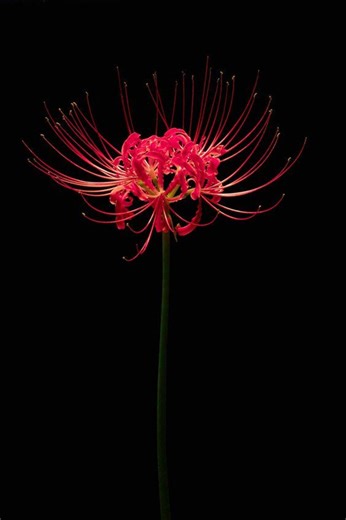 Red Spider Lily Bulb: Lycoris Radiata Fall Bloom Perennial - Etsy