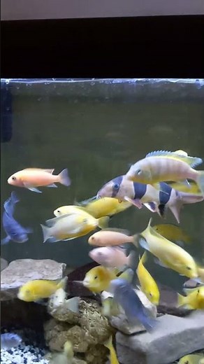 Yellow Lab Mbuna Cichlid Dance #aquarium #aquariumfish #fish #exoticaquariumfish #fishtank #cichlid