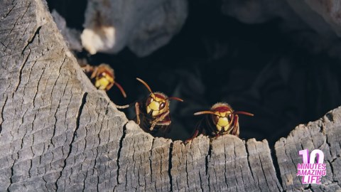 The Secret Life of European Hornets
