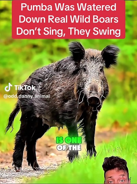 Understanding Wild Boars: The Real Nature of These Beasts