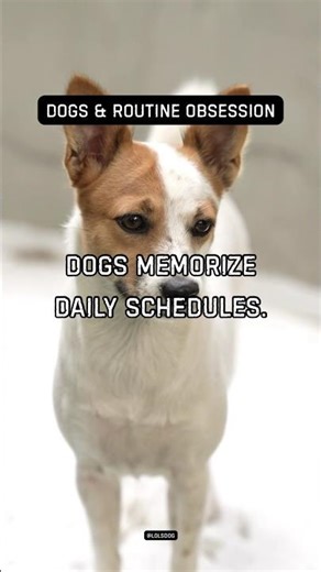 Dogs memorize daily schedules. Patterns stick easily.