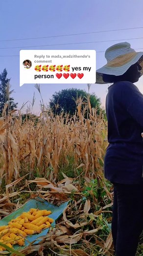 Cornmeal Making Process: From Harvest to Meal