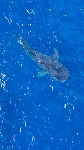 31K views · 525 reactions | Have you fallen in love with our...