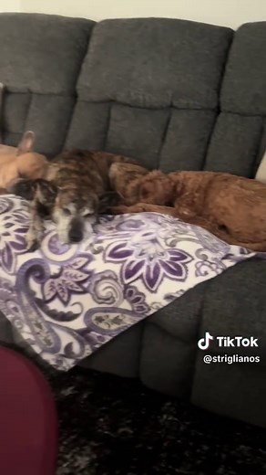 Sleeping through part 2 of paw patrol #naptime