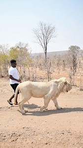 1.7M views · 59K reactions | Walking With Lions In Zimbabwe  | Wodemaya | Facebook