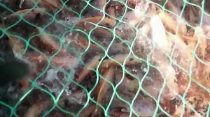 Cameroon's fish farmers shaking up the market